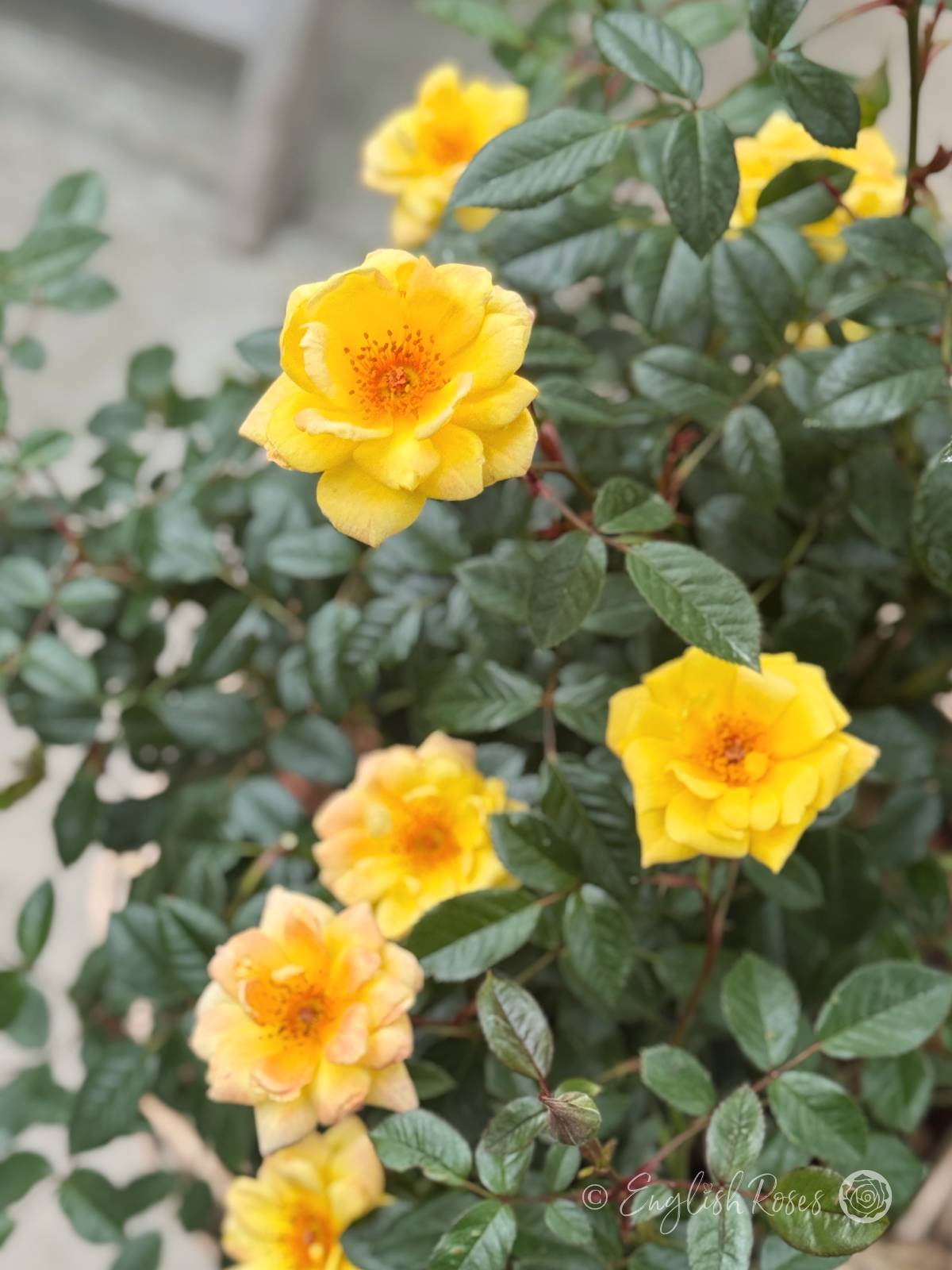Laura Ford Rose - Yellow Miniature Climbing Rose - A close up photo of lots of golden yellow blooms belonging to the Laura Ford Rose variety.