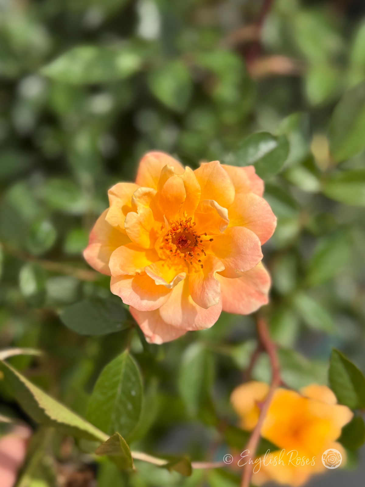 Laura Ford Rose - Yellow Miniature Climbing Rose - Close up photo of a single peachy yellow bloom.