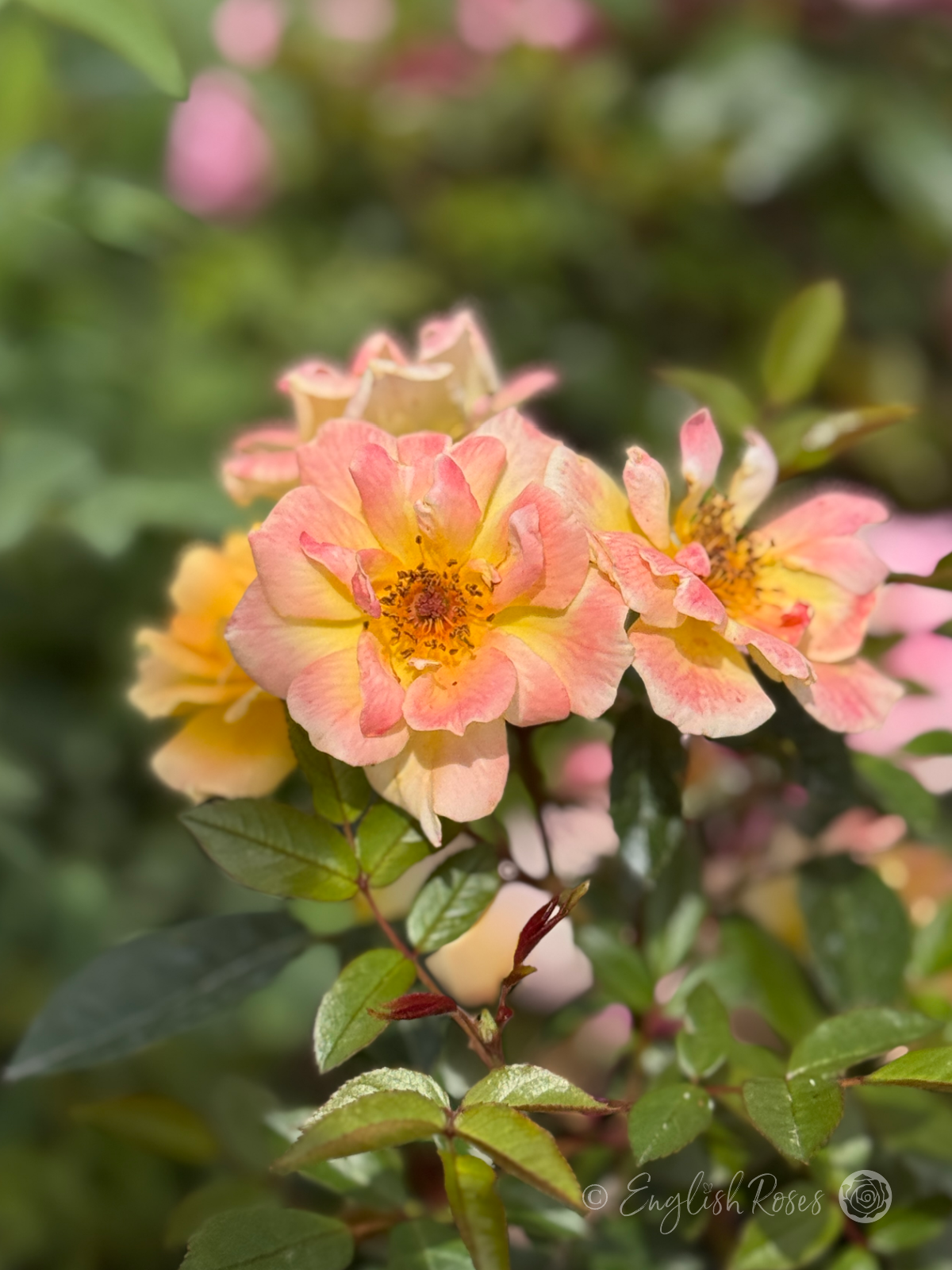 Laura Ford Rose - Yellow Miniature Climbing Rose - Close up photo of many small, peachy yellow blooms