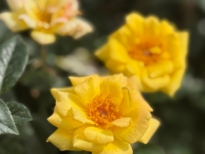 Laura Ford Rose Laura Ford Rose Image