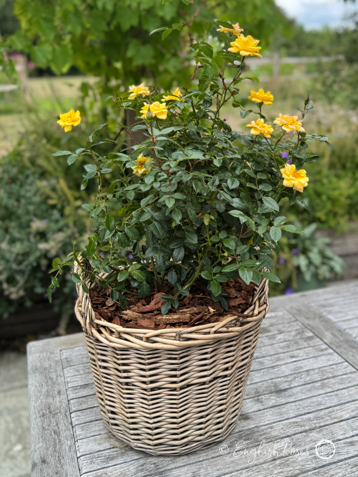 Laura Ford Rose - Yellow Miniature Climbing Rose - A photo of a Laura Ford Rose bush adorned with small yellow blooms and planted in an English Roses willow basket.