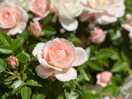 Lovely Bride Rose Lovely Bride Rose Image