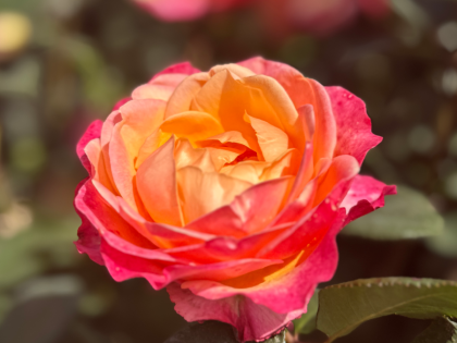 Magic Harlequin Rose Magic Harlequin Rose Image