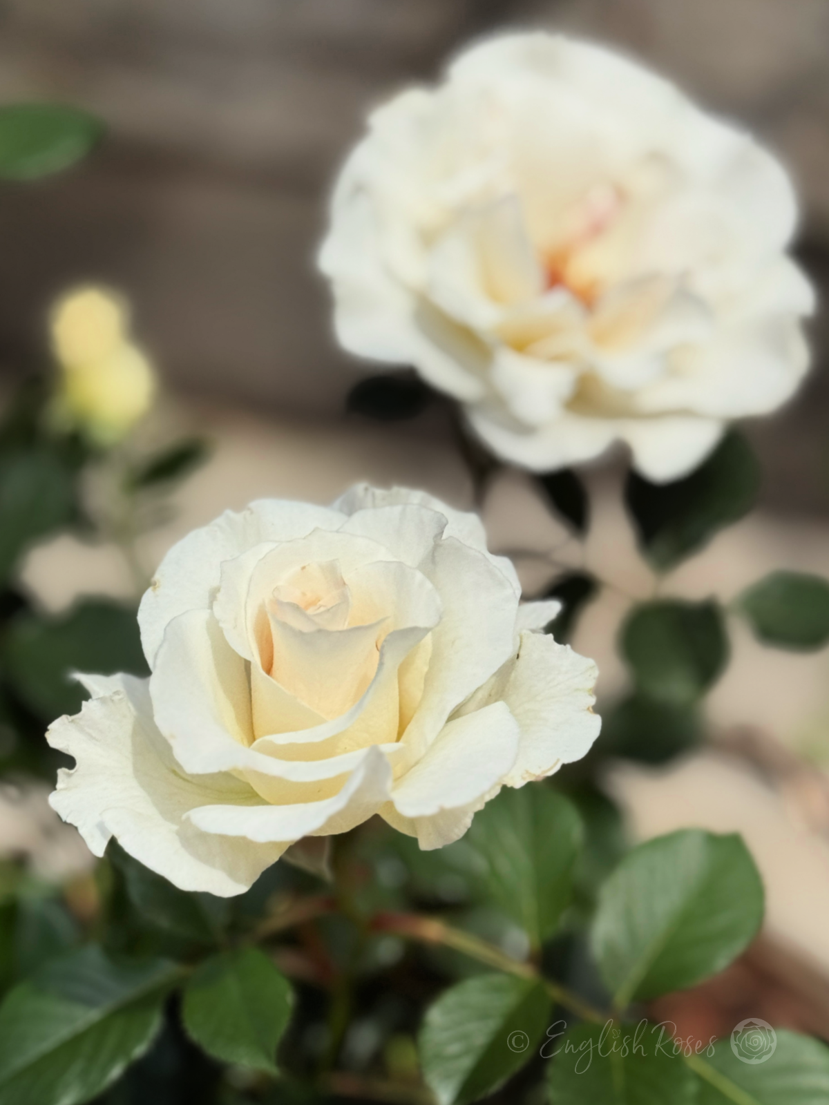 Margaret Merril Rose - White Floribunda Rose - A close up photo of two white blooms belonging to the Margaret Merril Rose variety, potted in an English Roses willow basket.