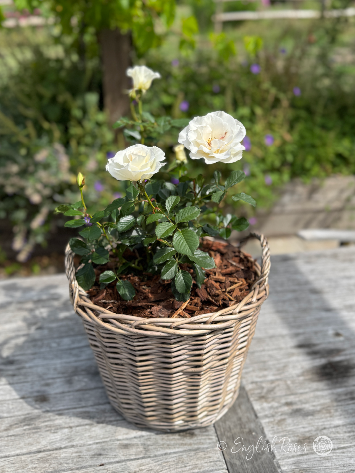 Margaret Merril Rose