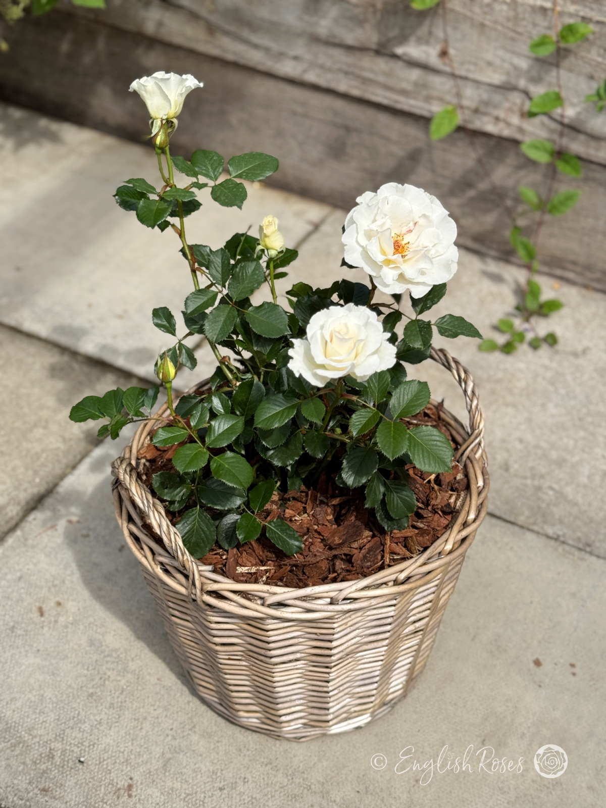 Margaret Merril Rose