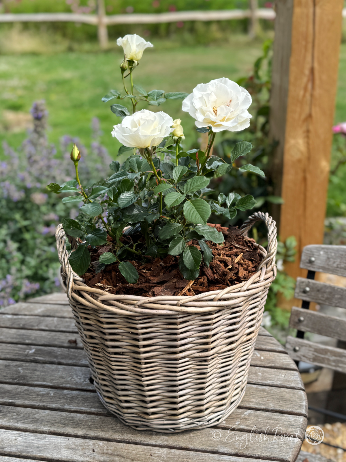 Margaret Merril Rose