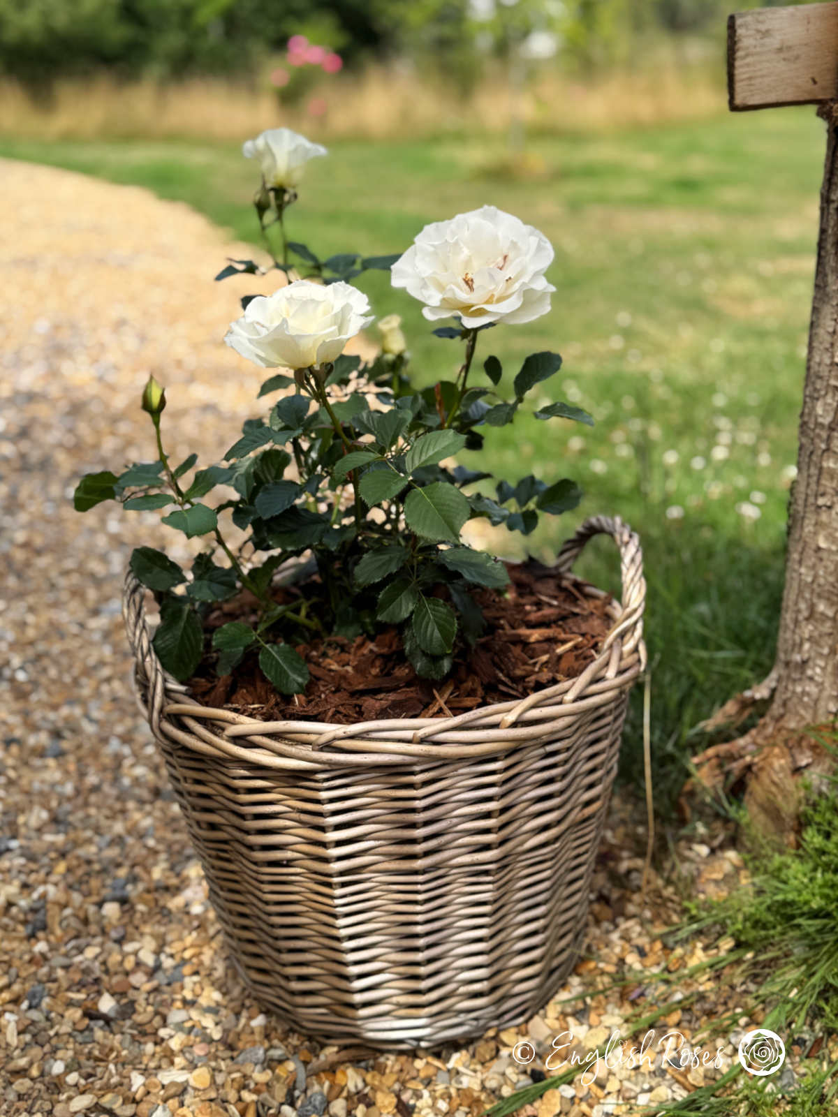 Margaret Merril Rose