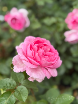 Mum in a Million Rose - Pink Floribunda Rose - Close up photo of multiple pink, open blooms.