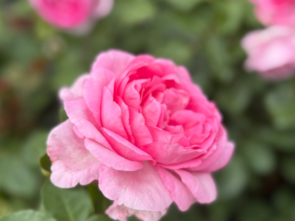 Mum in a Million Rose - Mothers Day Gift Idea Mum in a Million Rose - Mothers Day Gift Idea Image