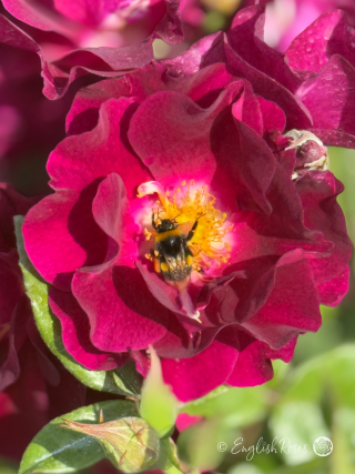Night Owl Rose - Purple Floribunda Rose - A close up photo of a single purple bloom with a bee.