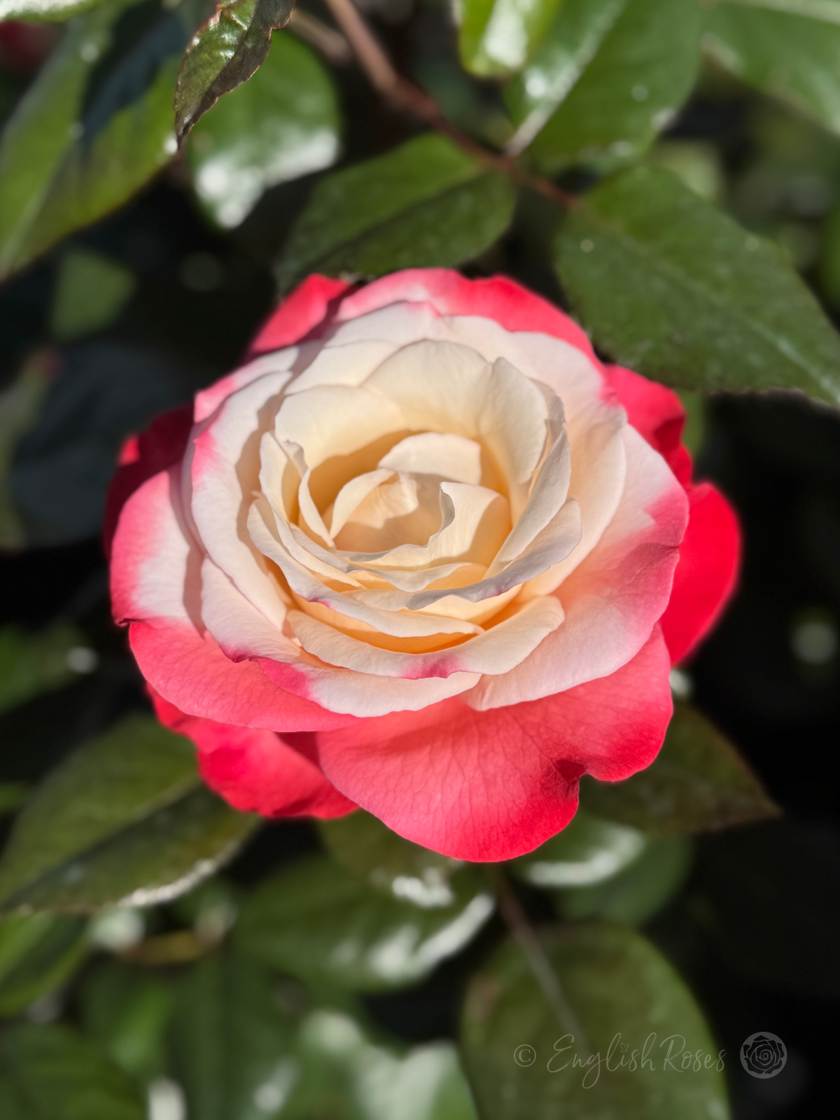 Nostalgia Rose - Cherry Pink and White Hybrid Tea Rose - A close up photo of an open, cherry pink and white bloom accompanied by dark green foliage.