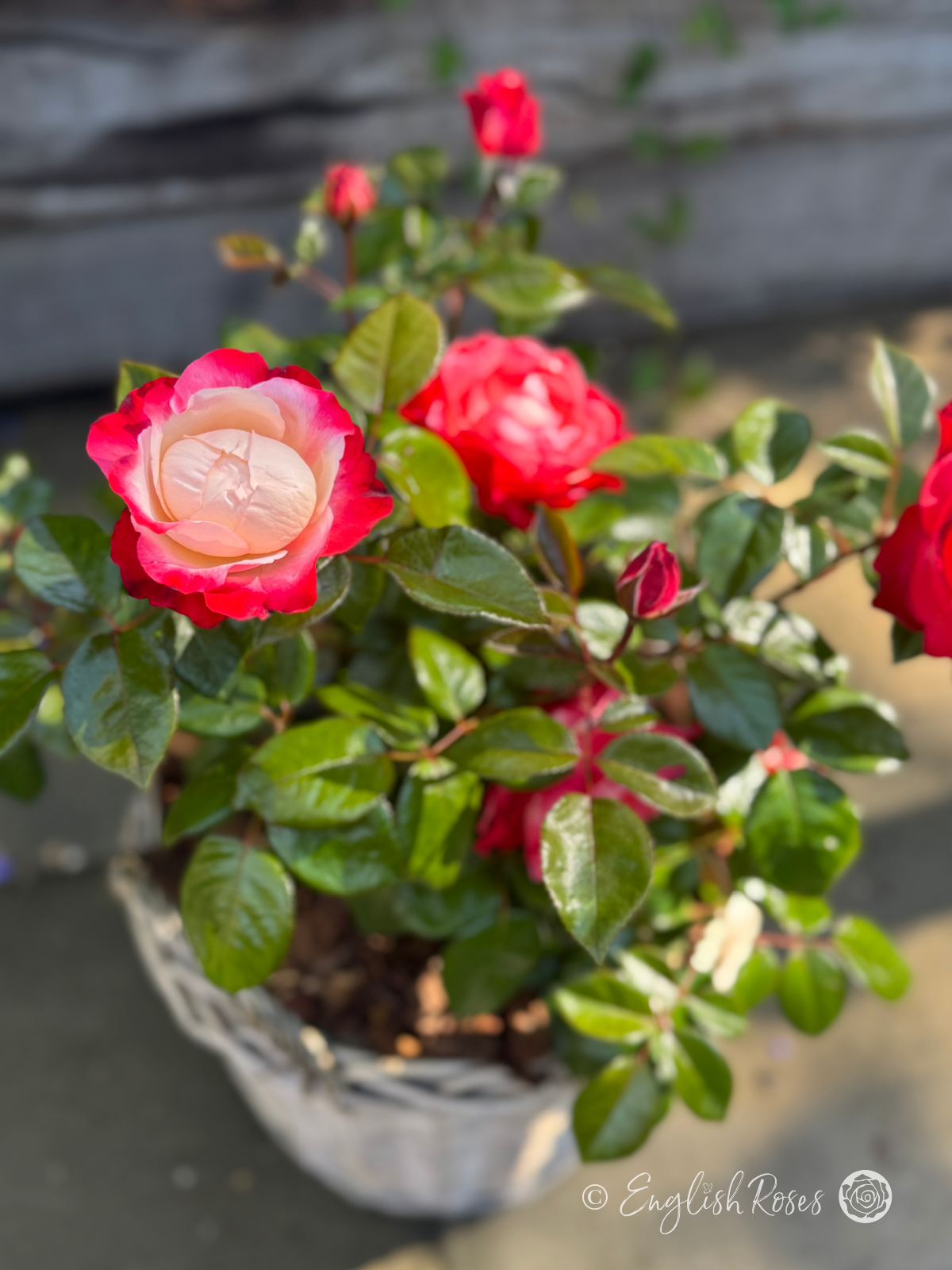 Nostalgia Rose - Cherry Pink and White Hybrid Tea Rose - A close up photo of some cherry pink and white blooms belonging to the Nostalgia Rose variety and potted in a willow basket.