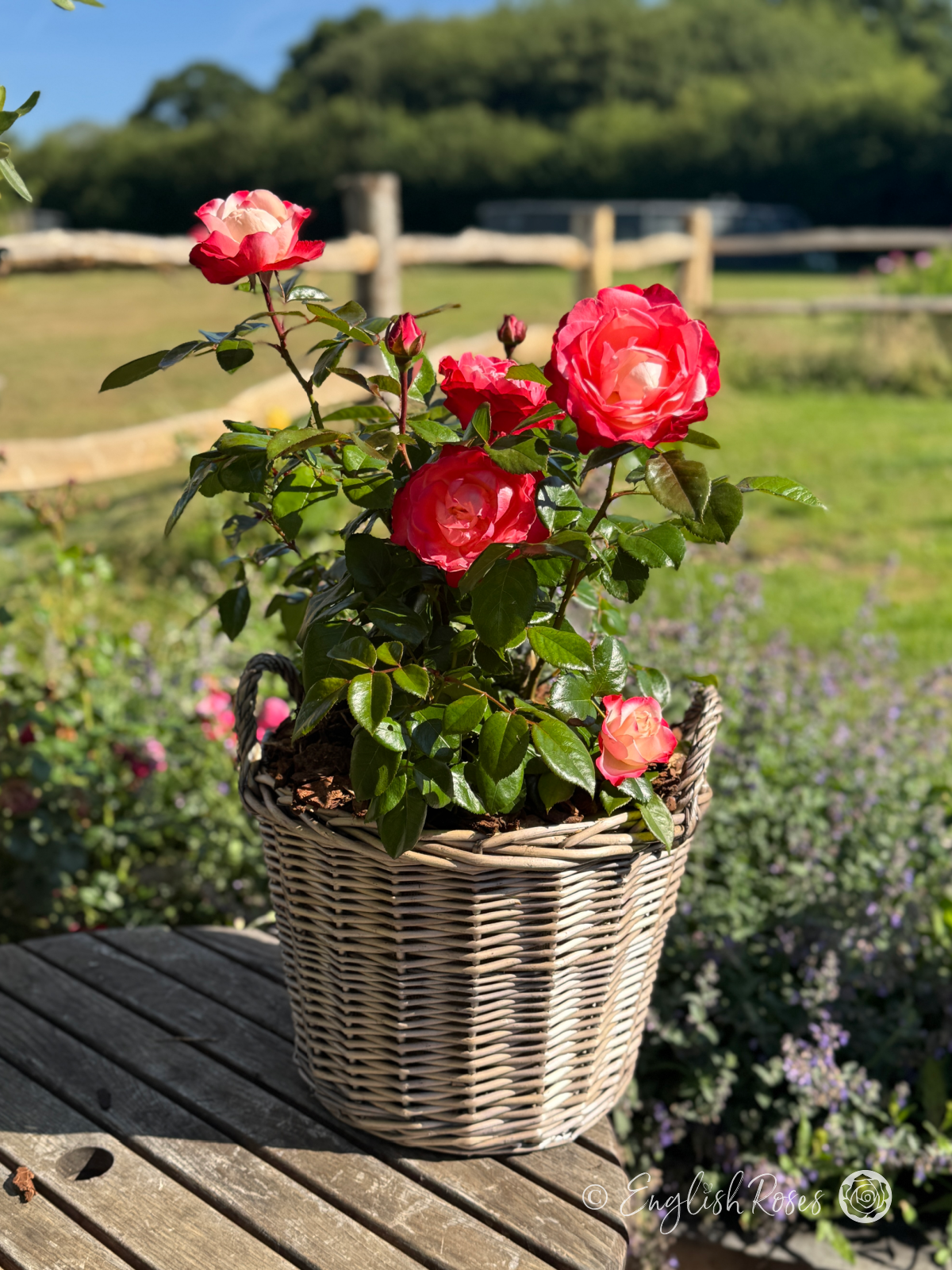Nostalgia Rose - Cherry Pink and White Hybrid Tea Rose - A photo of an English Roses willow basket with a Nostalgia Rose potted inside. It has cherry pink and white blooms, buds and green foliage.