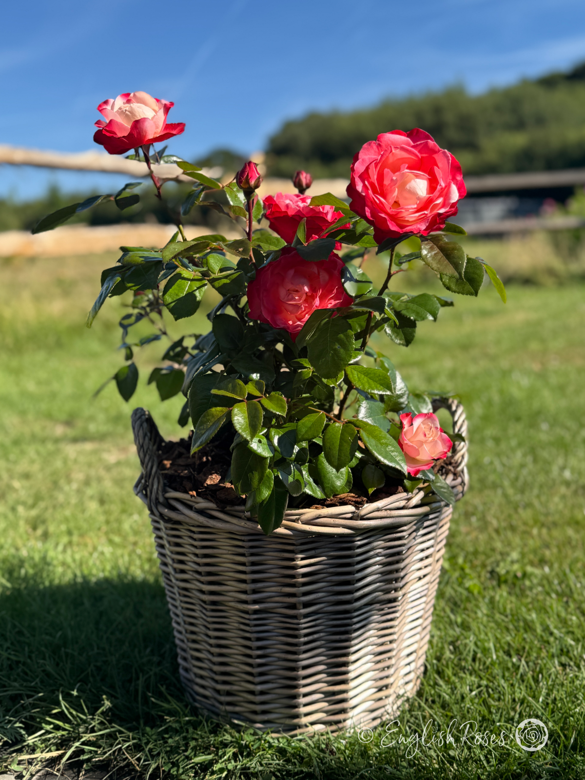 Nostalgia Rose - Cherry Pink and White Hybrid Tea Rose - A photograph of a Nostalgia Rose potted in an English Roses willow basket and adorned with cherry pink blooms, buds and foliage.