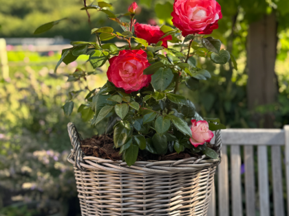 Memorial Rose Gift Planted In Large Willow Basket Memorial Rose Gift Planted In Large Willow Basket Image