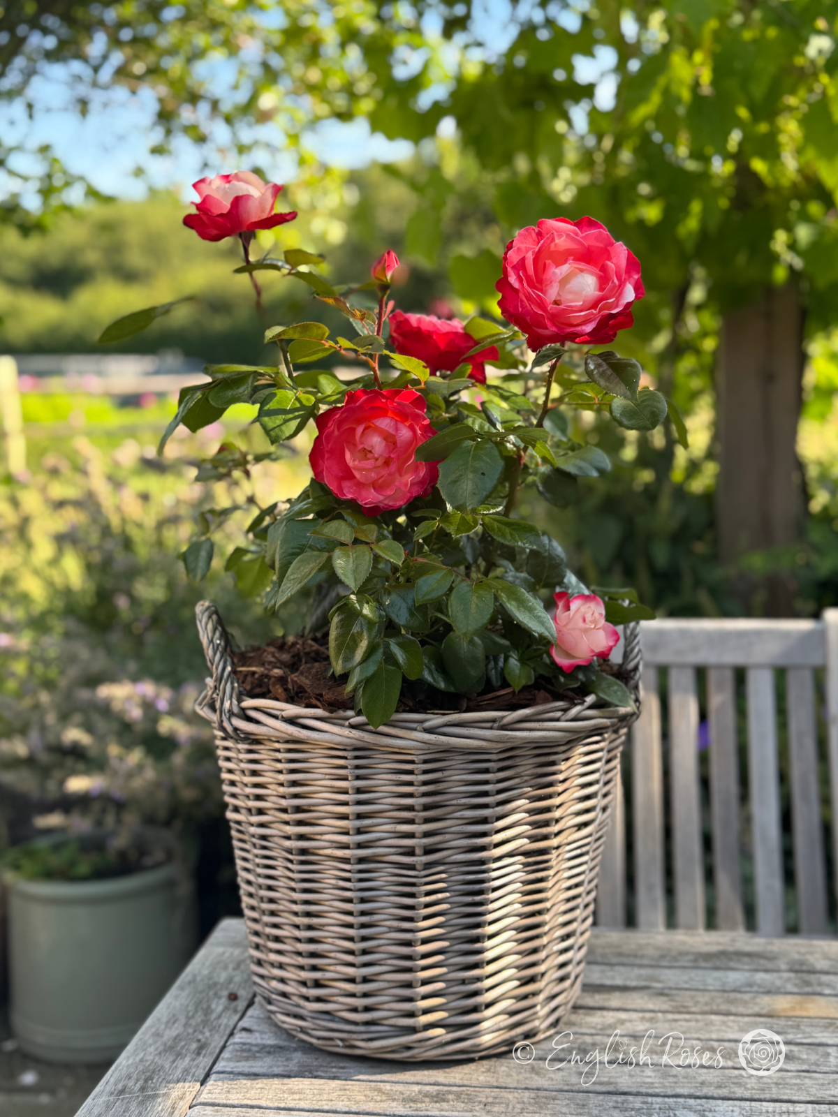 Nostalgia Rose - Cherry Pink and White Hybrid Tea Rose - A photo of some cherry pink and white blooms and buds planted in a willow basket and placed on a garden table.