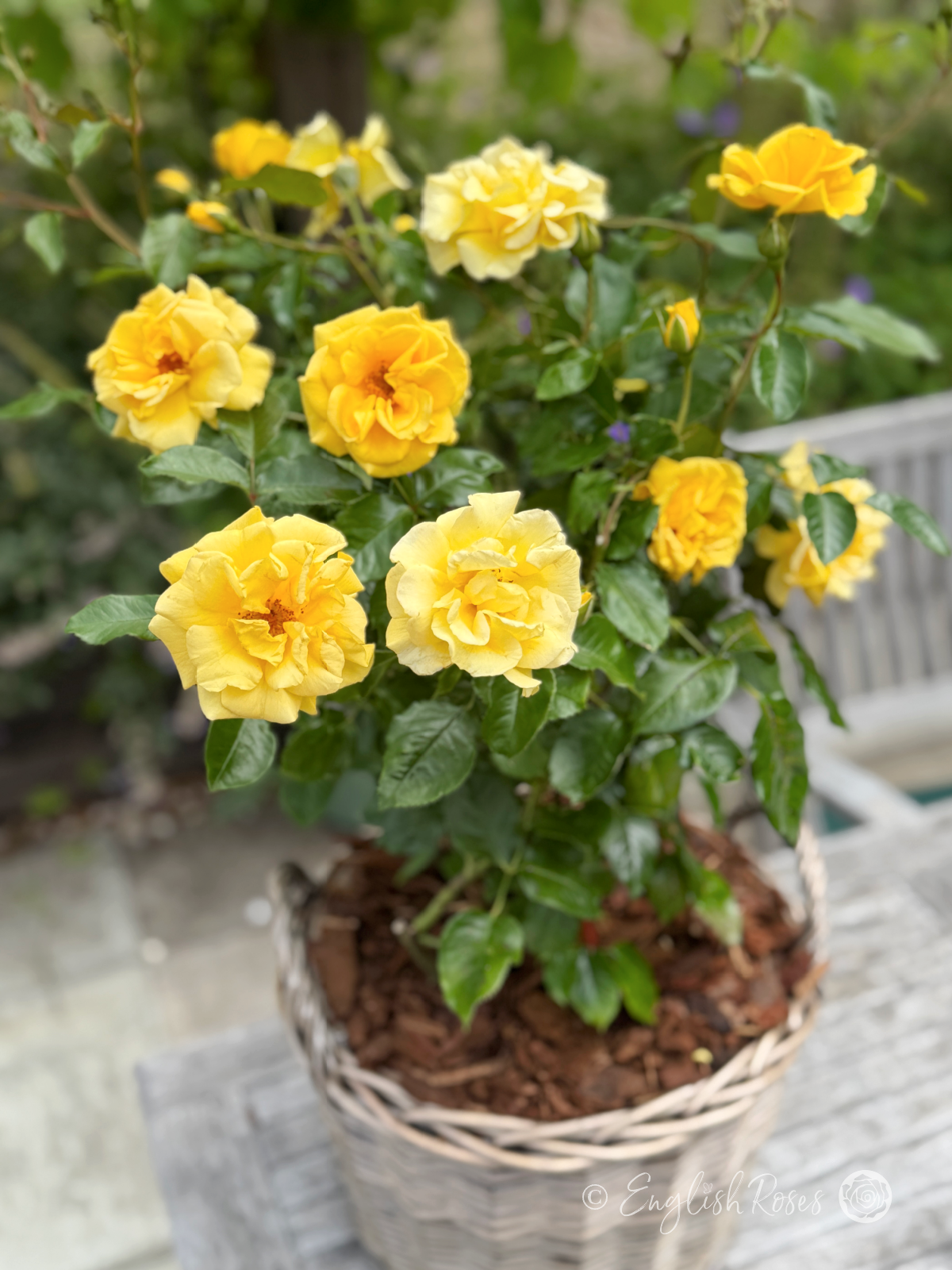 Precious Gold Rose - Golden Yellow Floribunda Rose - A photo of the Precious Gold Rose variety potted in an English Roses willow basket and adorned with golden yellow blooms, buds and foliage.