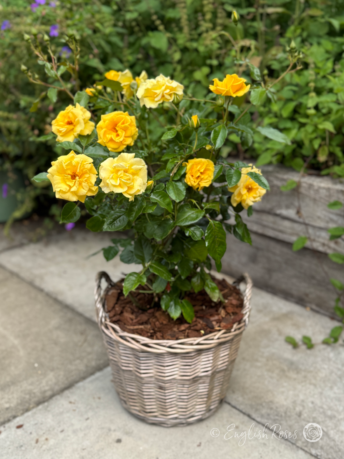 Precious Gold Rose - Golden Yellow Floribunda Rose - A photo of golden blooms and buds belonging to the Precious Gold Rose variety and potted in a willow basket.