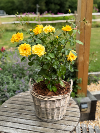 Precious Gold Rose - Golden Yellow Floribunda Rose - A photo of a Precious Gold Rose bush planted in an English Roses willow basket and placed on a garden table.