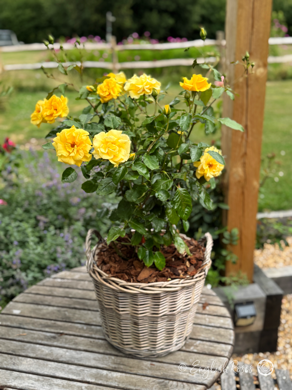 Precious Gold Rose - Golden Yellow Floribunda Rose - A photo of a Precious Gold Rose bush planted in an English Roses willow basket and placed on a garden table.