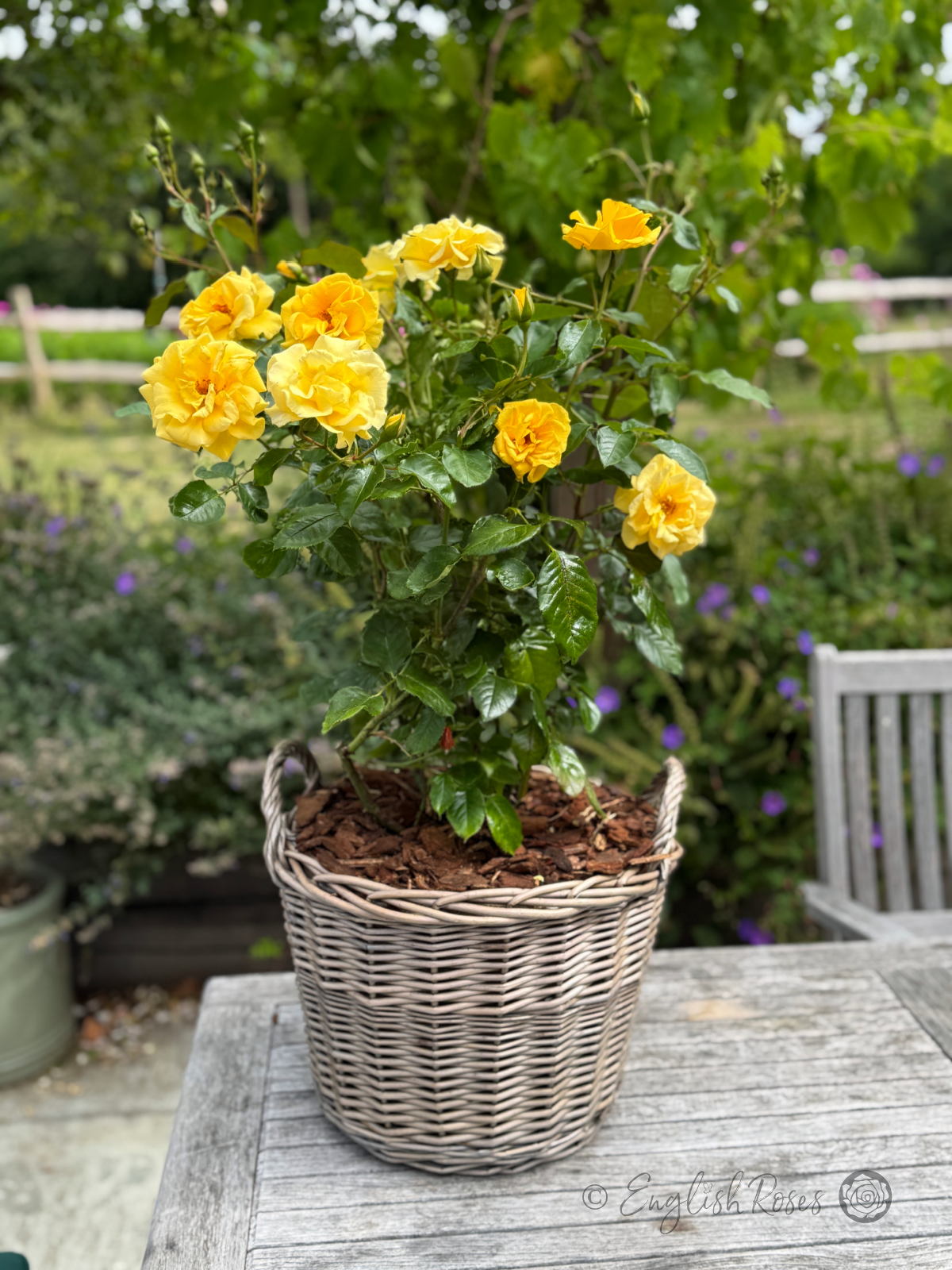 Precious Gold Rose - Golden Yellow Floribunda Rose - A photo of many golden blooms, buds and green foliage belonging to the Precious Gold Rose variety and planted in a willow basket.