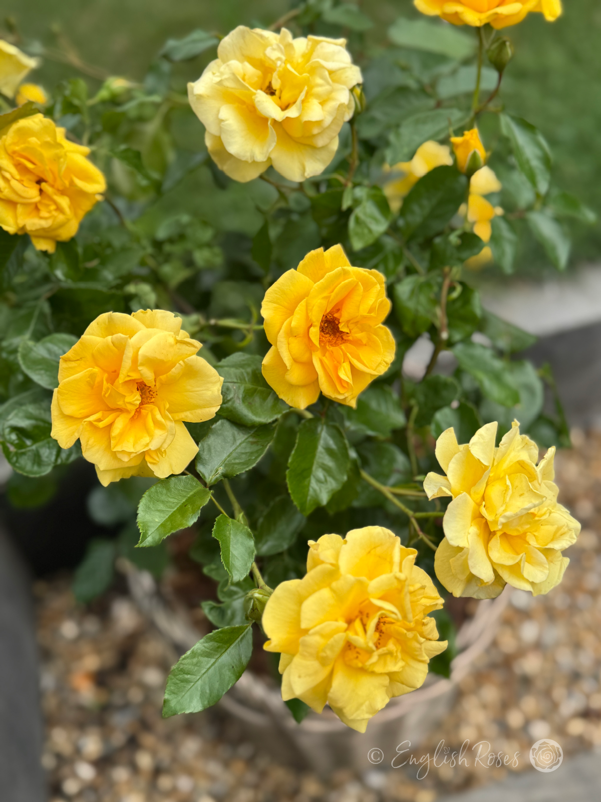 Precious Gold Rose - Golden Yellow Floribunda Rose - A close up photo of many golden blooms and buds belonging to a Precious Gold Rose bush.