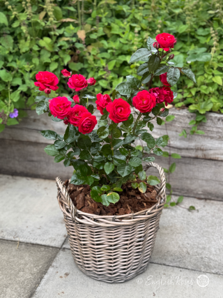 Precious Ruby Rose - Ruby Red Floribunda Rose - A photo of a Precious Ruby Rose bush adorned with ruby red blooms, buds and green foliage and planted in a willow basket.