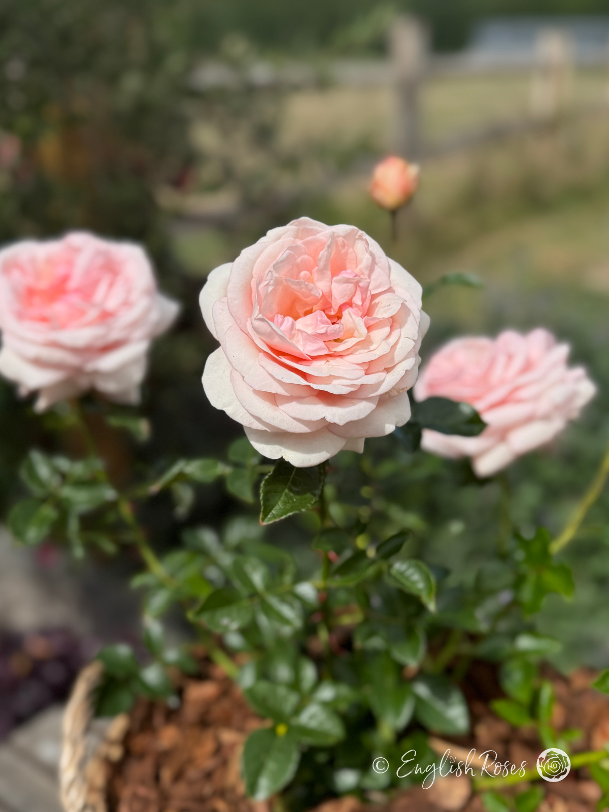 Aphrodite Rose Close Up Willow Basket - light pink hybrid tea in patio basket