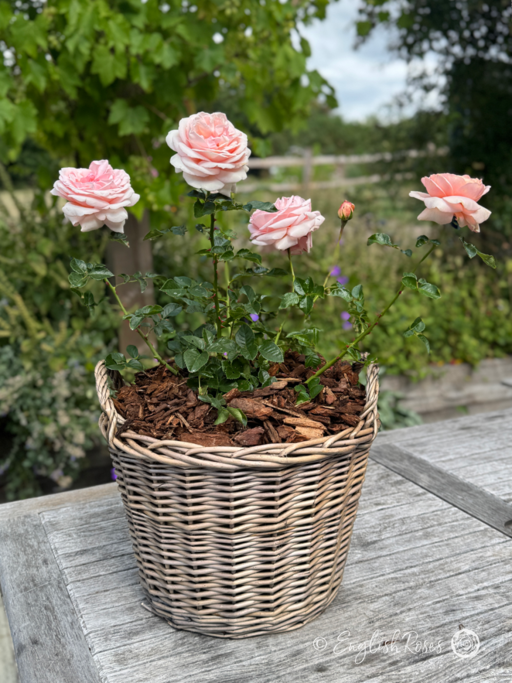Aphrodite Rose Pink Hybrid Tea Rose in Large Willow Basket Main Image - light pink hybrid tea rose with green foliage