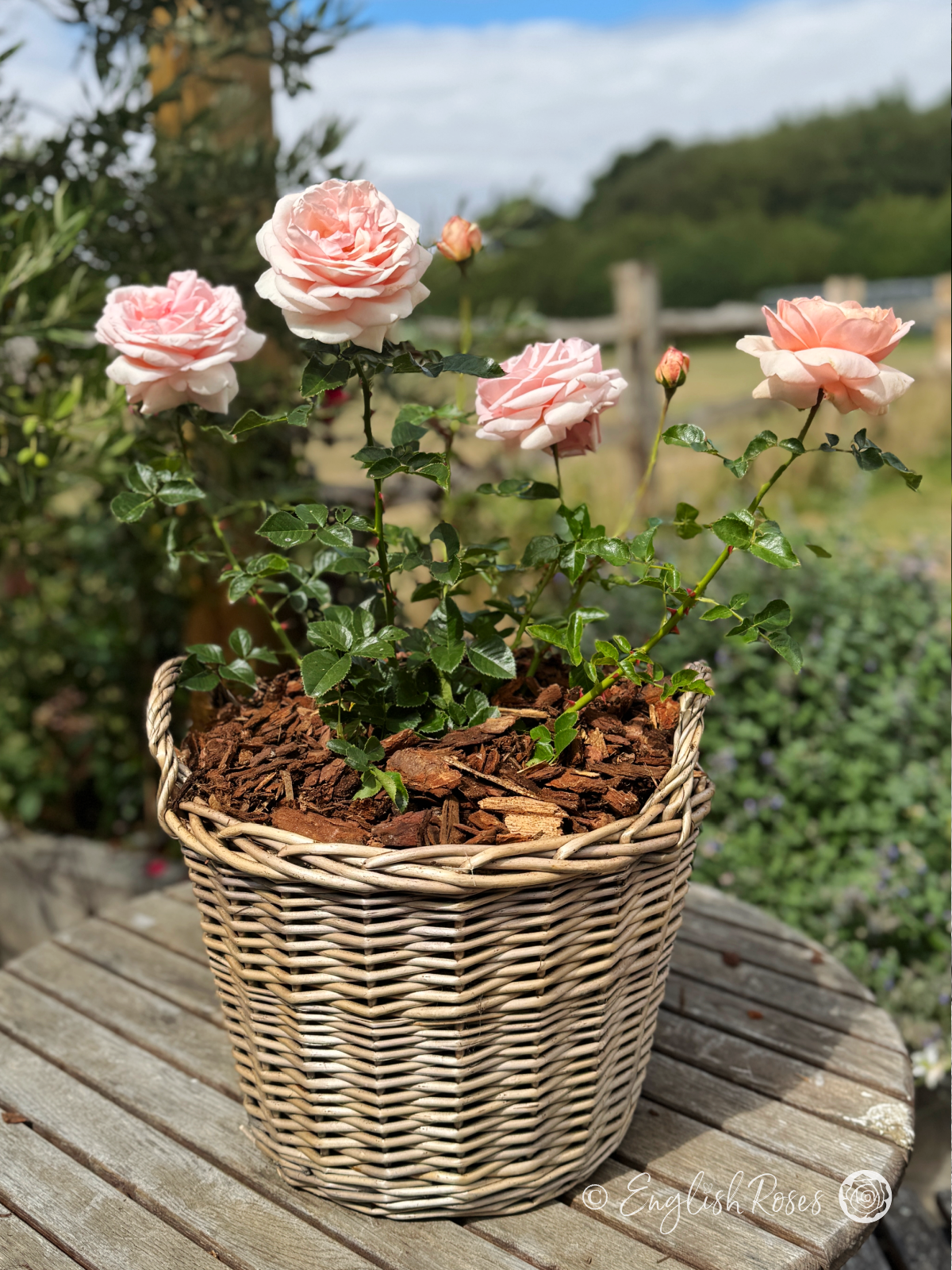 Aphrodite Rose Pink Rose in Presentation Basket - light pink hybrid tea rose gift planted English Roses gift in willow basket