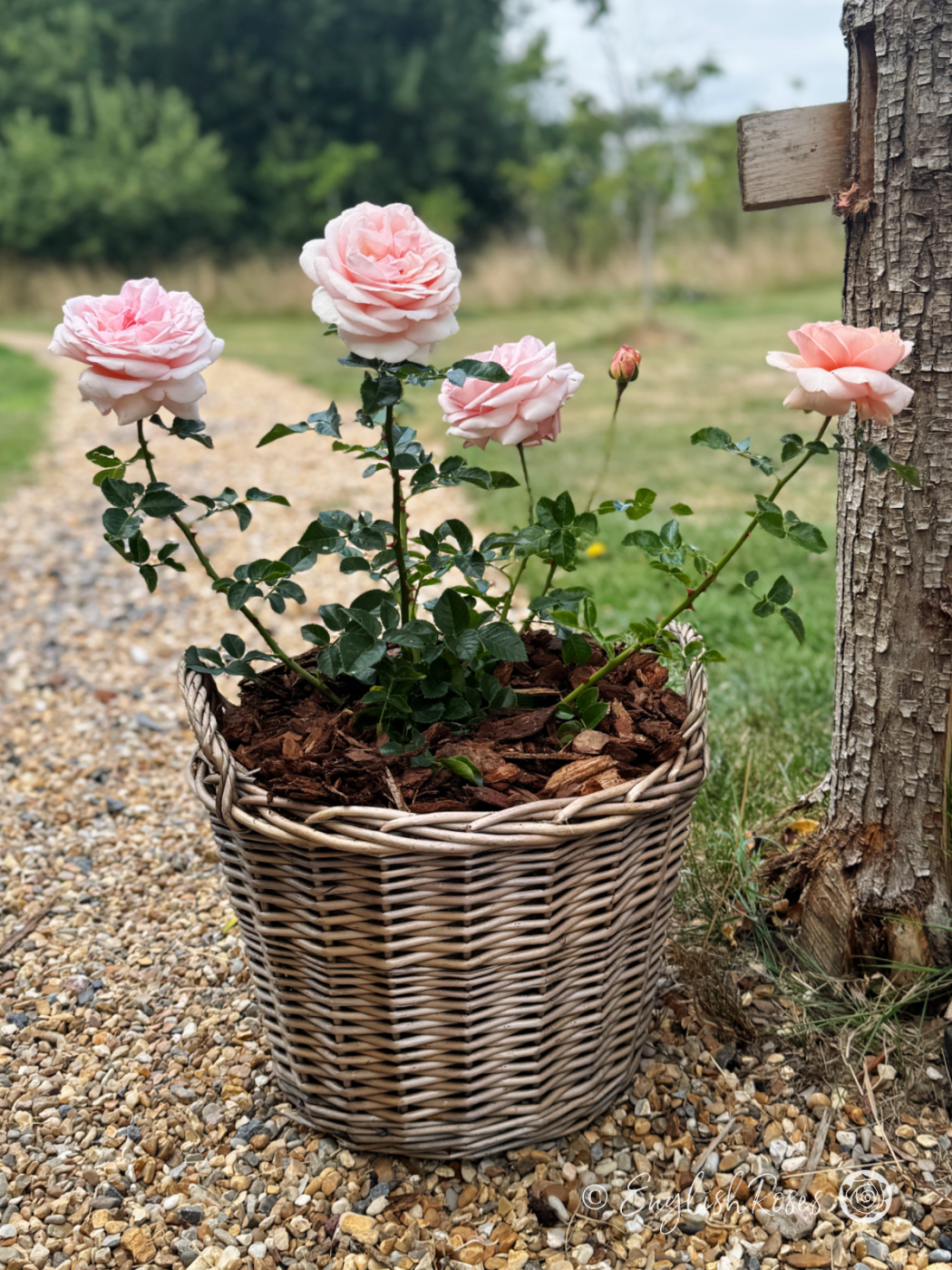 Aphrodite Rose in Gift Planted Basket - light pink rose planted in patio basket