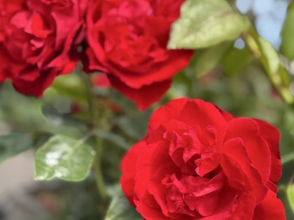 Crimson Cascade Rose Crimson Cascade Rose Image