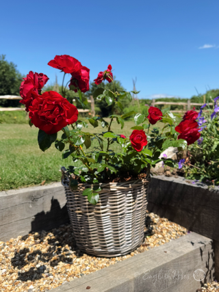 Crimson Cascade Rose Willow Basket Main Image - an abundance of rich red blooms planted in a gift planted basket in a sunny garden.