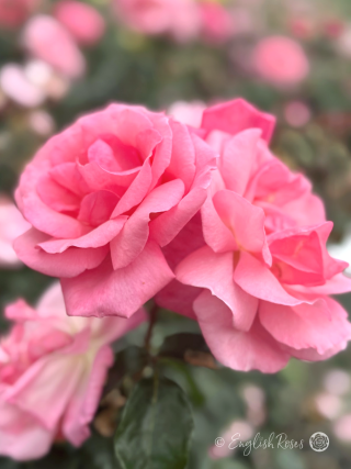 Dancing Queen Rose Multiple Blooms Main Image - Cluster of pink blooms with dark green foliage.