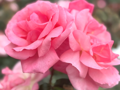 Dancing Queen Rose Dancing Queen Rose Image