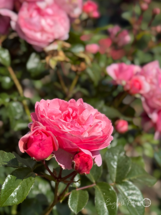 Darling Rose Multiple Blooms Main Image - multiple pink blooms and buds with healthy green foliage.