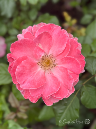 Dearest Rose Single Bloom Main Image - close up pink floribunda open rose bloom with green foliage