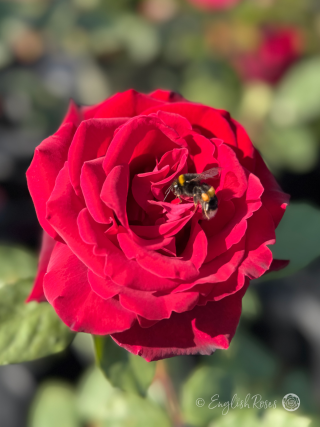 Deep Secret Rose Single Bloom With Bee Main Image - Deep Red Hybrid tea with Bumblebee