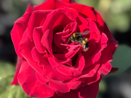 Deep Secret Rose Deep Secret Rose Image