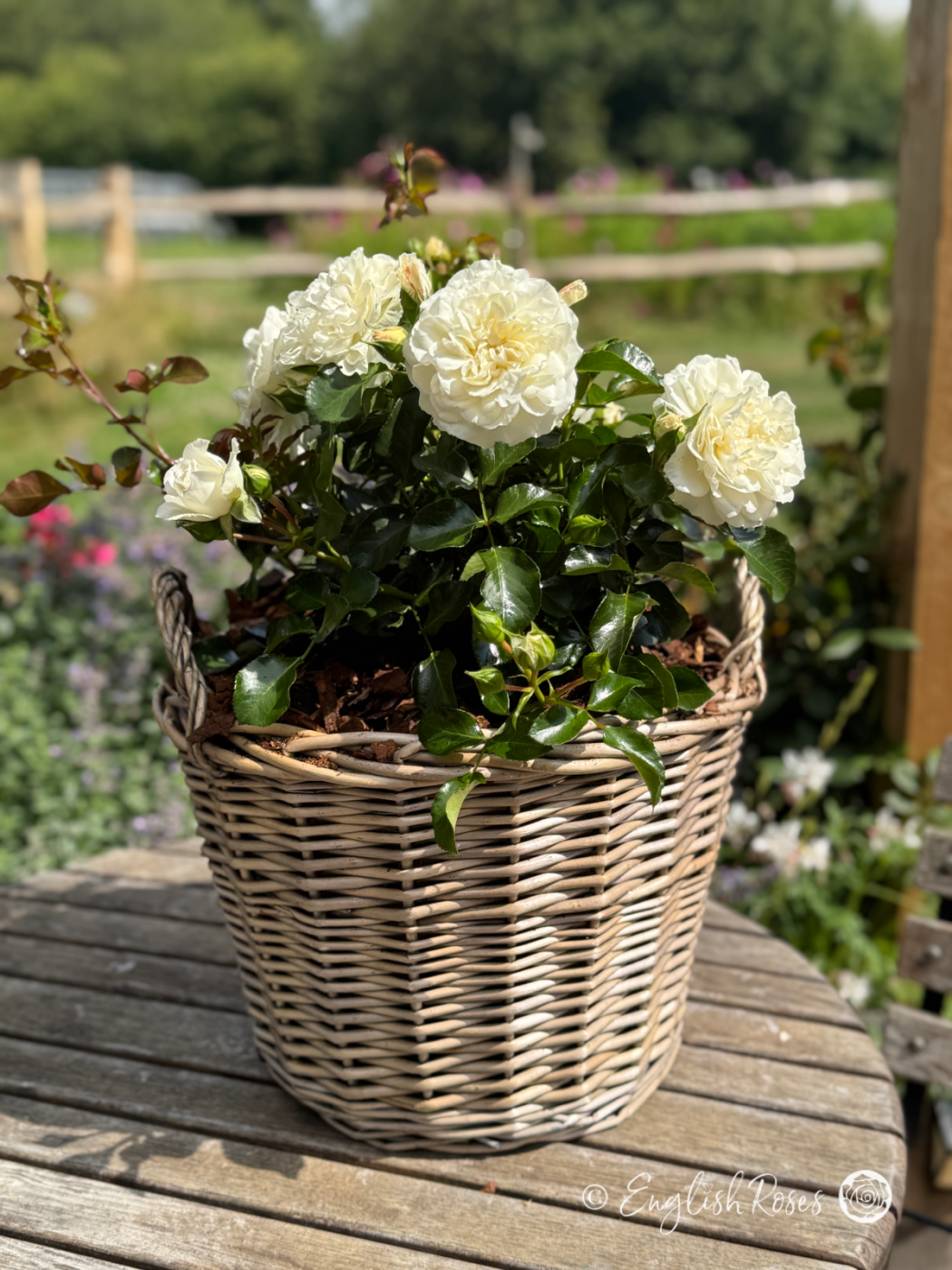Diamond Dad Rose Willow Basket Main Image - White blooms and dark green foliage in a willow basket located in a sunny garden space.