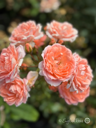 Flower Power Rose Multiple Blooms Main Image - A cluster of multiple apricot peach pink patio rose flowers