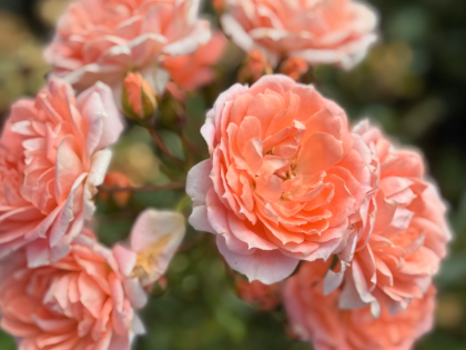 English Roses Retirement Rose - Flower Power Rose English Roses Retirement Rose - Flower Power Rose Image