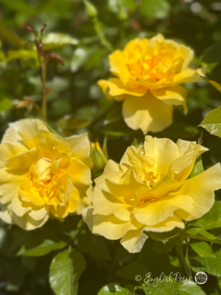 Friends Rose Multiple Blooms Main Image - Yellow Hybrid Tea Rose Blooms