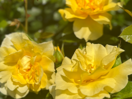 Friends Rose Friends Rose Image