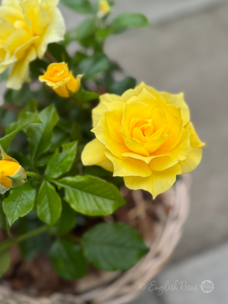 Friends Rose Willow Basket Close Up - Yellow Hybrid Tea blooms planted in large willow basket