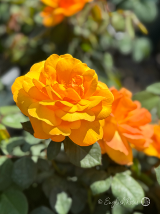 Golden Delicious Rose Two Blooms - English Roses Golden yellow orange blooms.