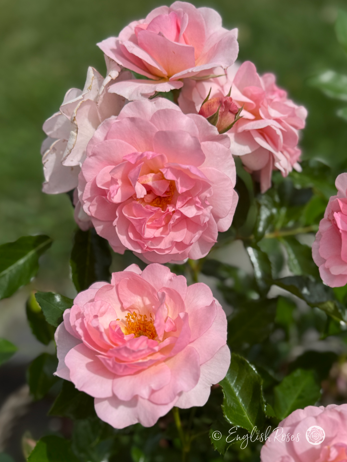 Happy Retirement Rose Multiple Pink Roses - pink floribunda blooms with green foliage