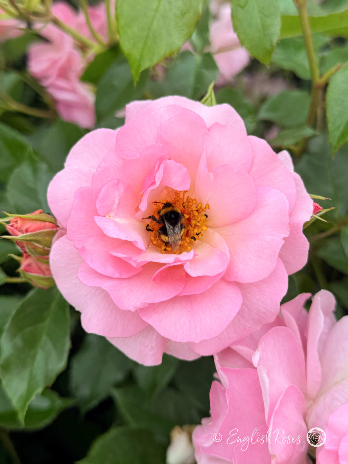 Happy Retirement Rose Single Bloom With Bumblebee - open pink bloom with a bumblebee