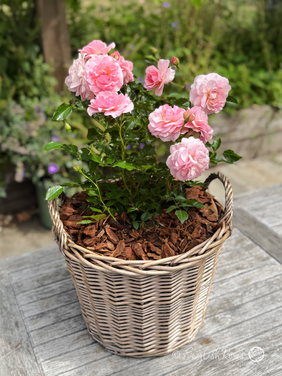 Happy Retirement Rose Willow Basket Main Image - multiple pink blooms with green foliage planted in a patio basket